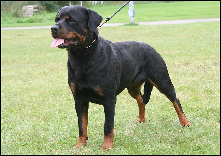 maggie