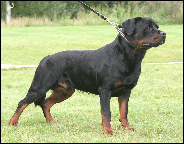 morris