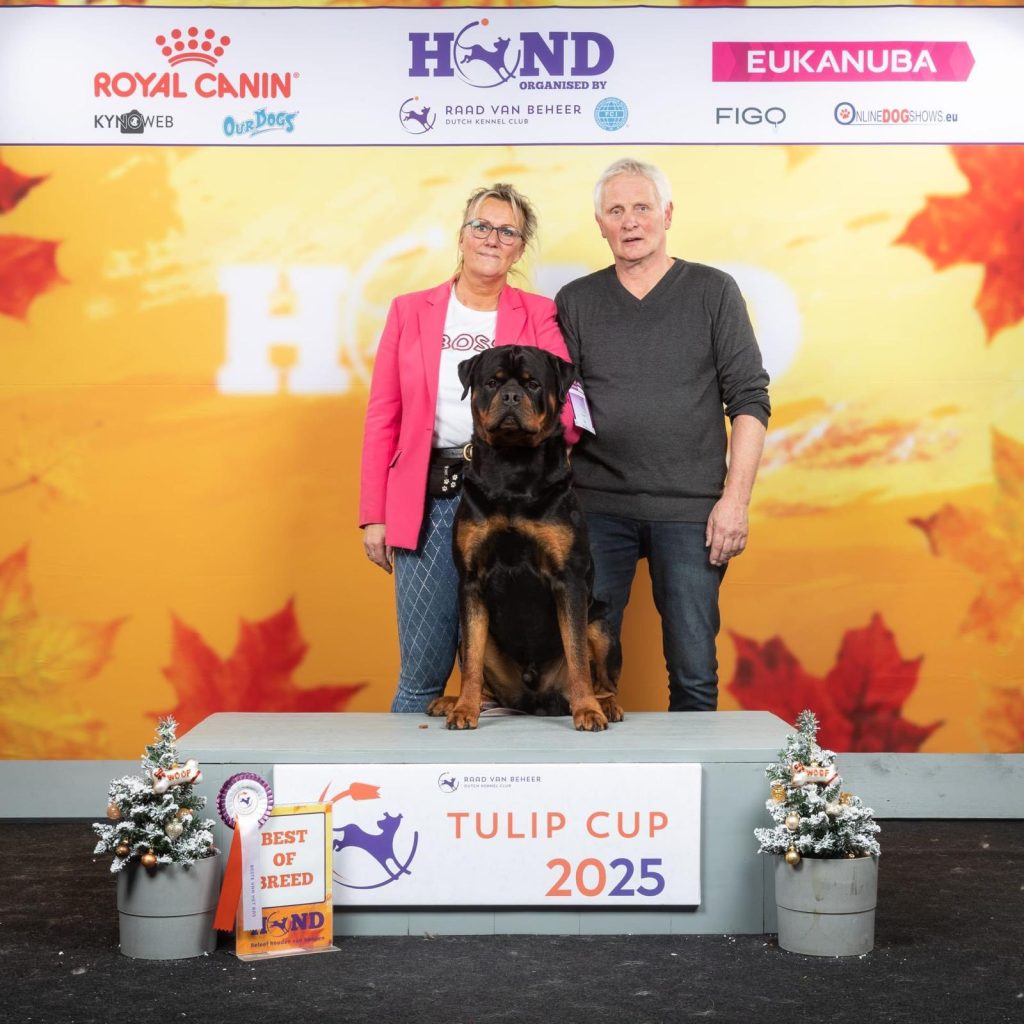 Chezzies Sem Tulipcup BOB 2025